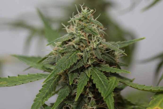 AUTO GORILLA FEMINISED