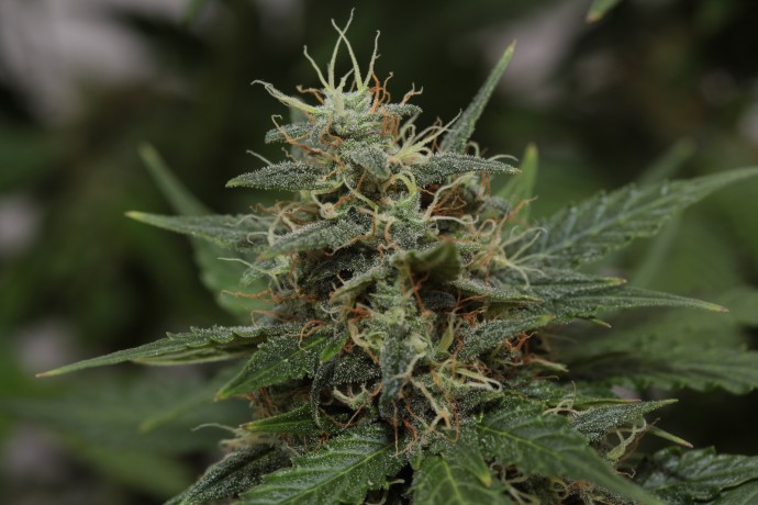 AUTO MAZAR FEMINISED