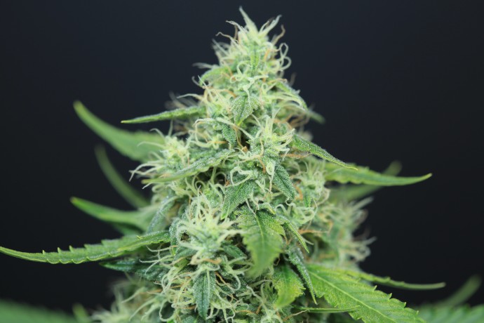 AUTO BIG DEVIL №2 FEMINISED