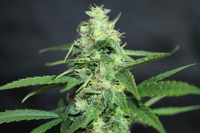 AUTO AK-47 FEMINISED