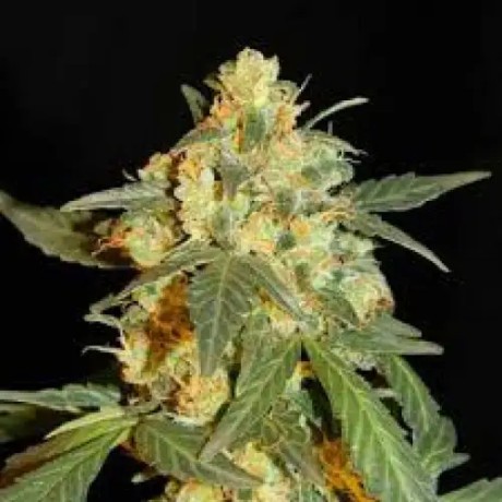 LOWRYDER #2 FEMINISED