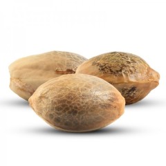 AUTO BIG BUD FEMINISED