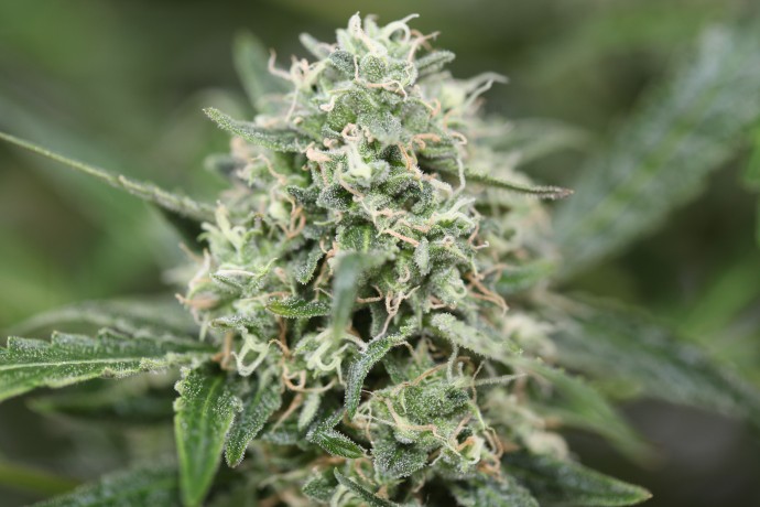 AUTO BIG BUD FEMINISED