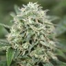 AUTO BIG BUD FEMINISED