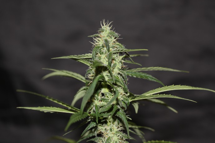 AUTO TUTANKHAMON FEMINISED