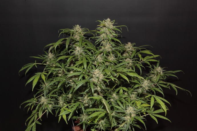 AUTO SWEET TOOTH FEMINISED