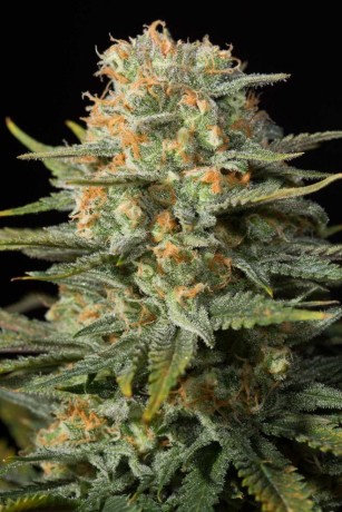 AUTO AMNESIA FEMINISED