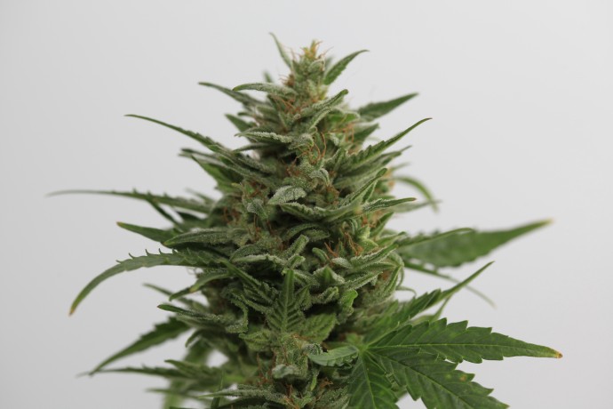 AUTO NEFERTITI FEMINISED