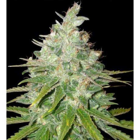 AUTO WHITE WIDOW FEMINISED