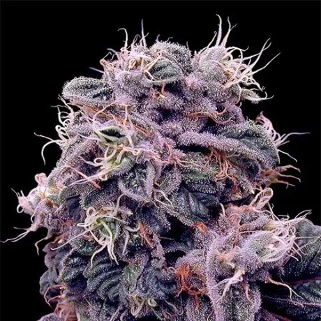 AUTO BLUEBERRY FEMINISED