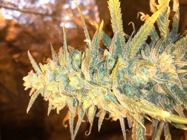 WHITE WIDOW FEMINISED