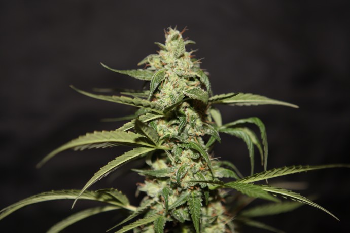 AUTO ROYAL HAZE FEMINISED