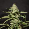 SILVER HAZE FEMINISED