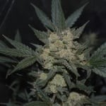 SUPER SILVER HAZE FEMINISED