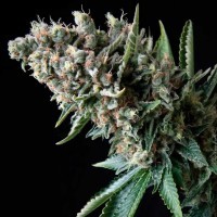 AUTO GORILLA GLUE FEMINISED