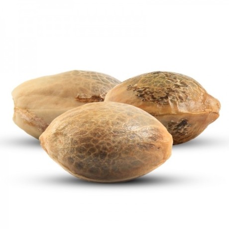 AUTO GIRL SCOUT COOKIES FEMINISED