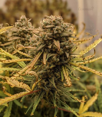 AUTO GIRL SCOUT COOKIES FEMINISED